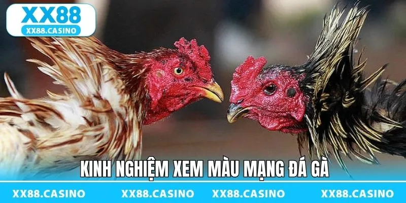 Mẹo xem màu mạng chuẩn khi tham gia chọi kê